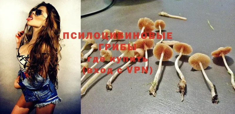 Псилоцибиновые грибы Magic Shrooms  МЕГА зеркало  Жиздра 